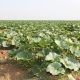 Champ de courges