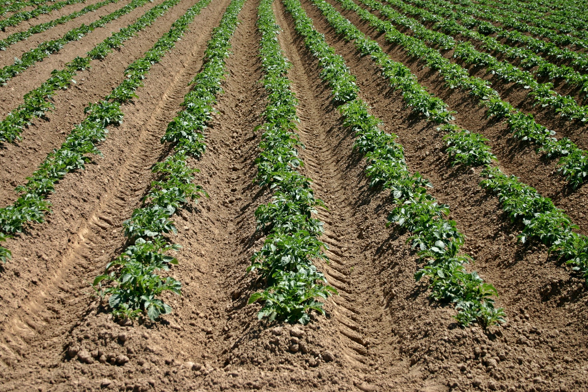 Champ de pommes de terre