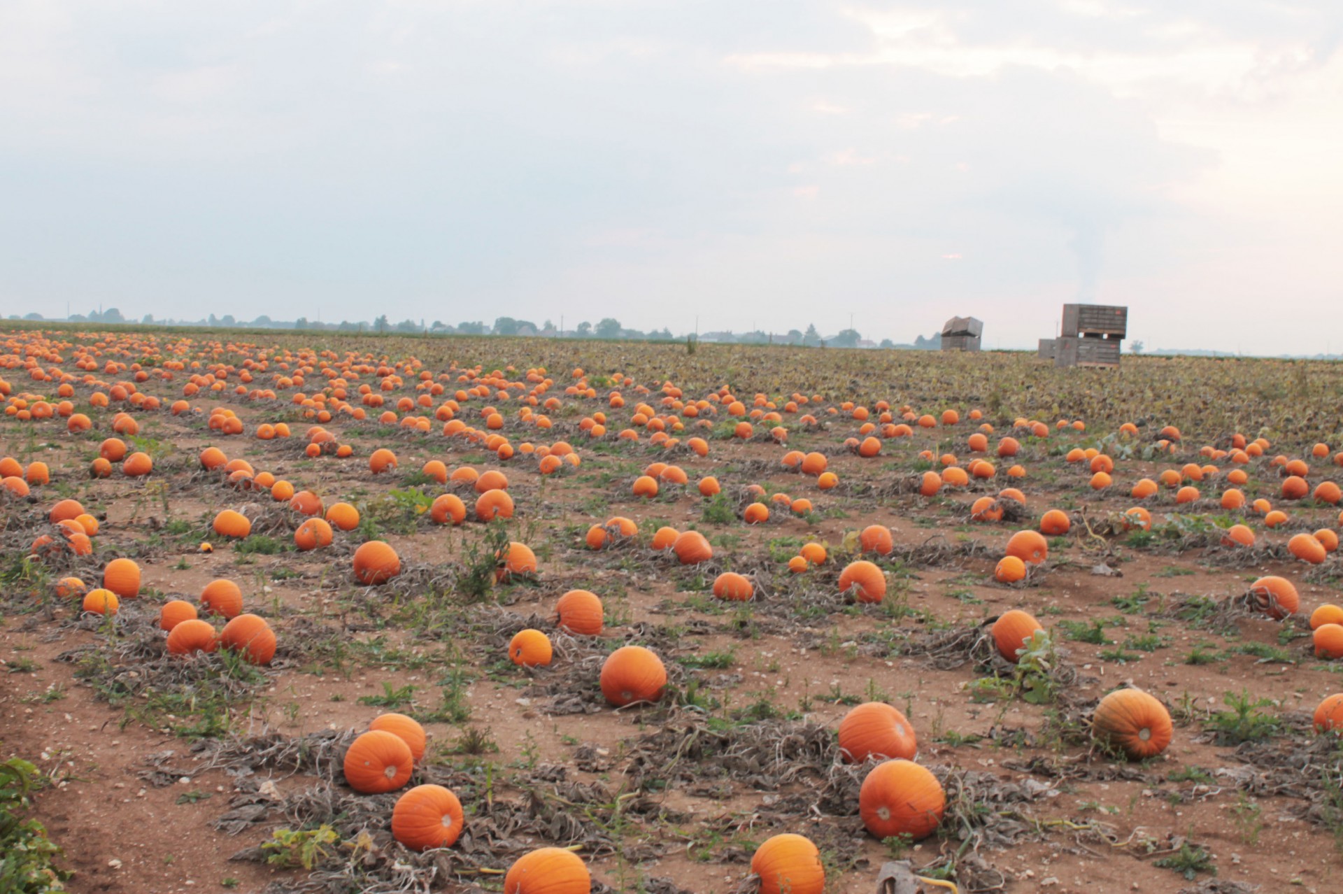 Champ de citrouilles