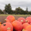 Courges